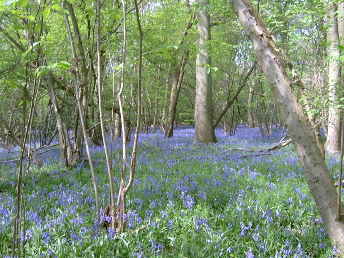 เดอะ บาร์น แอท วูดวิว Bed & Breakfast Hildenborough ภายนอก รูปภาพ